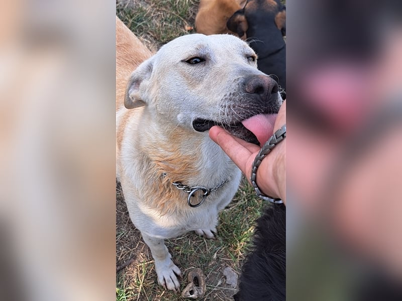 Penny ( * 01.2021 ) sucht ein liebes Zuhause