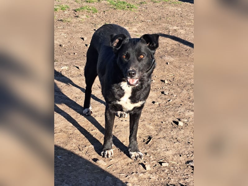 Hetty ( * 12.2022 ) sucht liebes Zuhause
