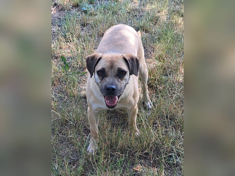 Rocco ( * 04.2022 ) sucht ein Zuhause