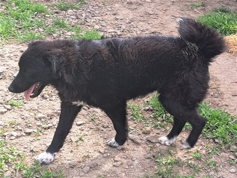 Rudi ( * 01.2022 ) sucht sein eigenes Zuhause