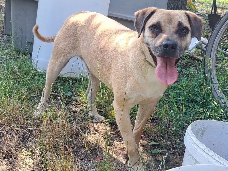 Rocco ( * 04.2022 ) sucht ein Zuhause