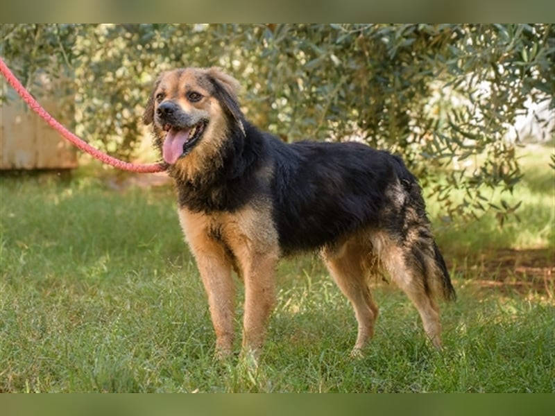 Max ( * 03.2017 ) sucht nochmal sein Glück