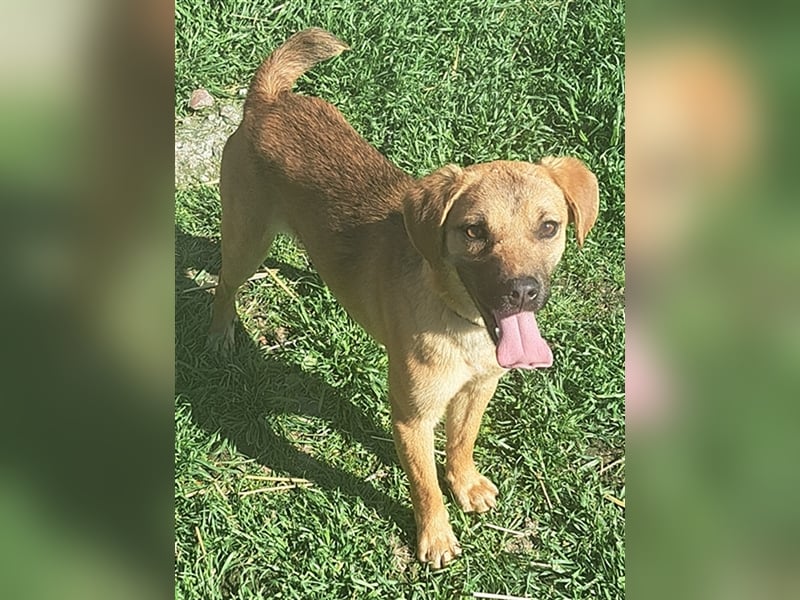 Rocky ( * 04.2022 ) sucht ein Zuhause