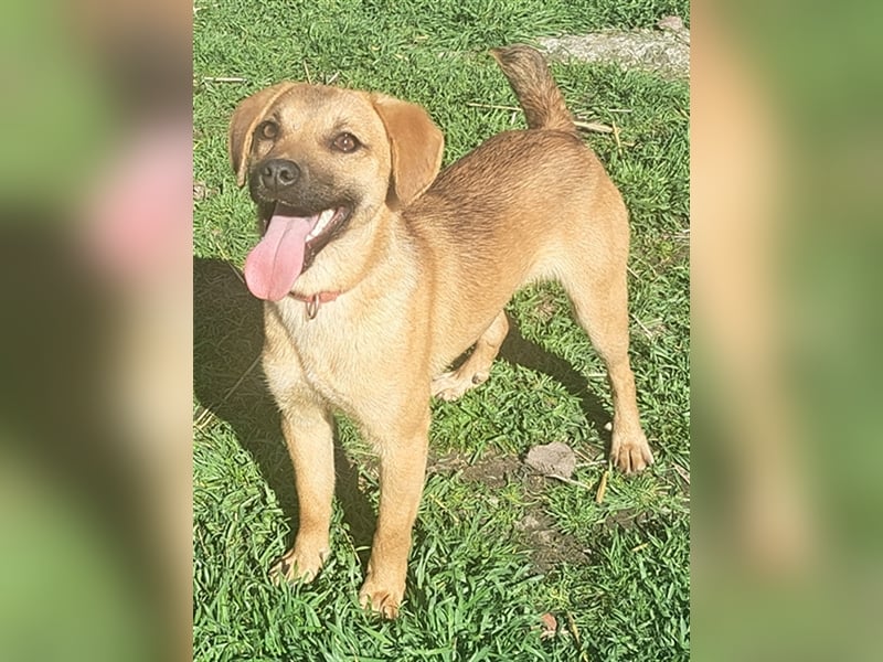 Rocky ( * 04.2022 ) sucht ein Zuhause