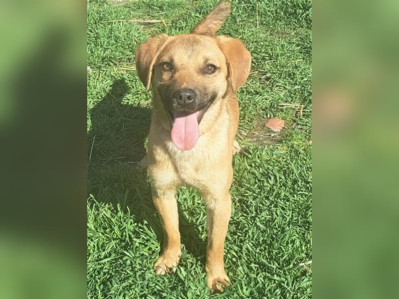 Rocky ( * 04.2022 ) sucht ein Zuhause