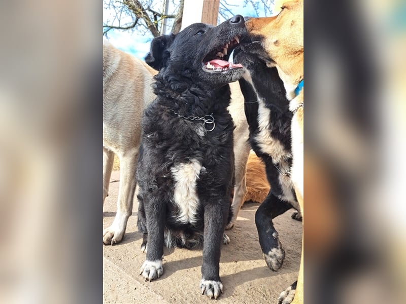 Rudi ( * 01.2022 ) sucht sein eigenes Zuhause