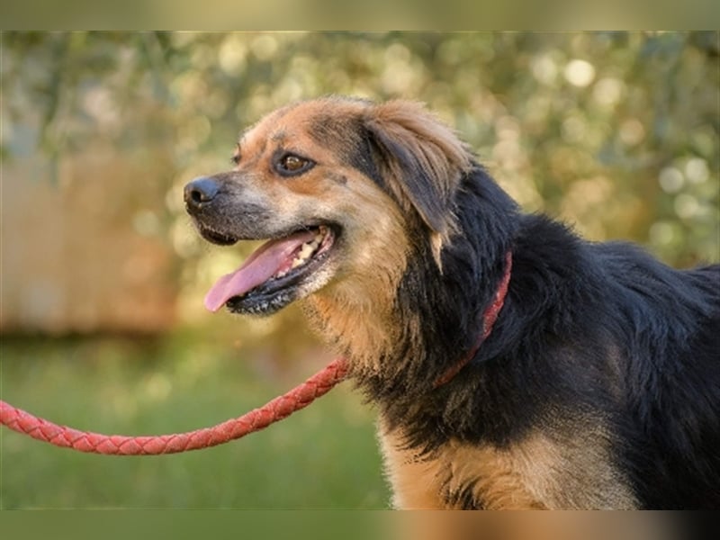 Max ( * 03.2017 ) sucht nochmal sein Glück