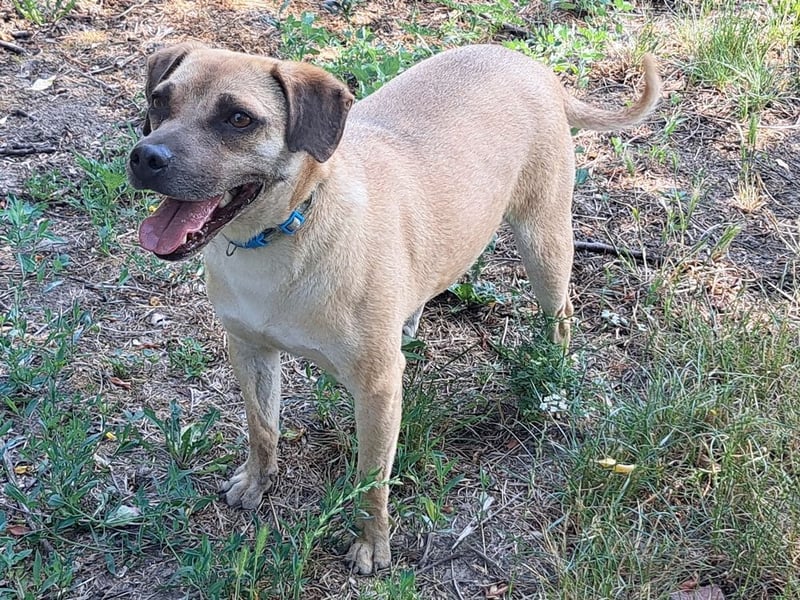 Rocco ( * 04.2022 ) sucht ein Zuhause