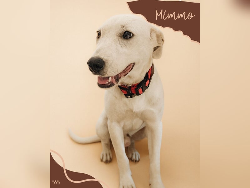 Edo, a.d.Tierschutz, sucht liebes Happy-Home