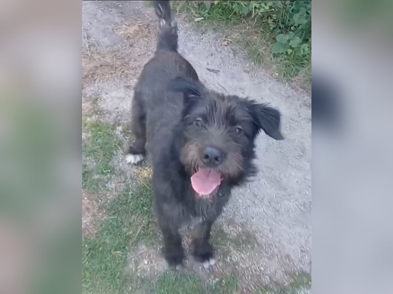 Alba sucht liebes Für-immer-Zuhause