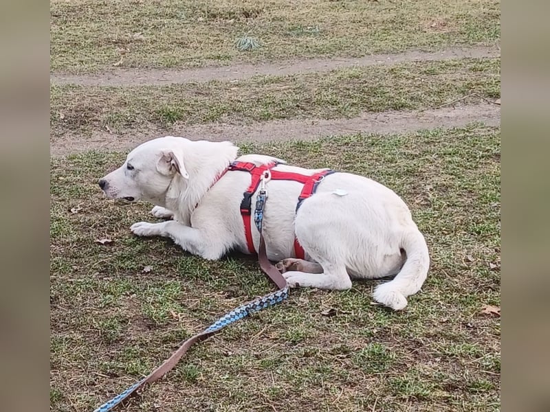 Edo, a.d.Tierschutz, sucht liebes Happy-Home