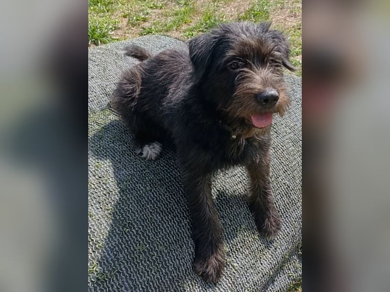 Alba sucht liebes Für-immer-Zuhause