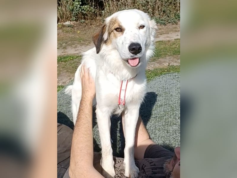Vale, a.d.Tierschutz, sucht Happy-Home