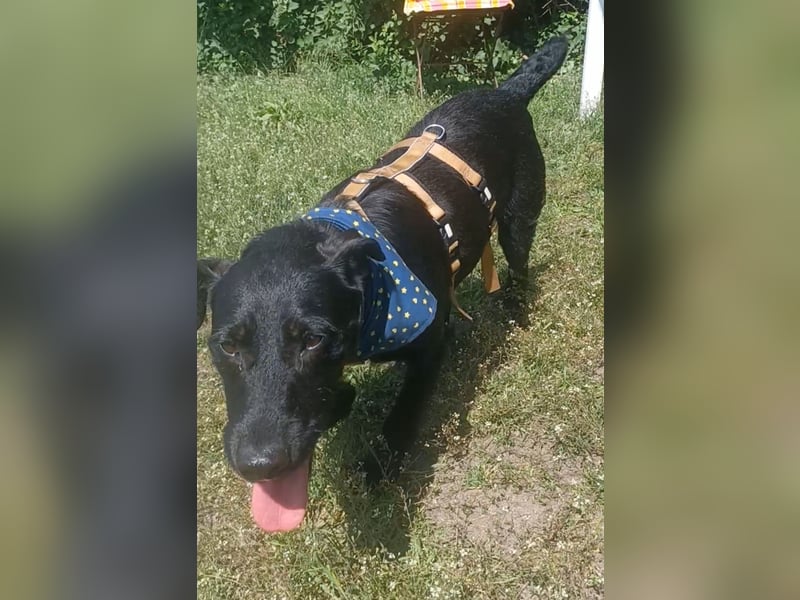 Amber a.d.Tierschutz, sucht Happy-Home