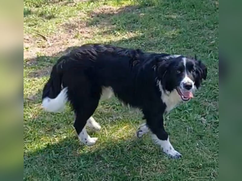 Leni a.d.Tierschutz, sucht Happy-Home