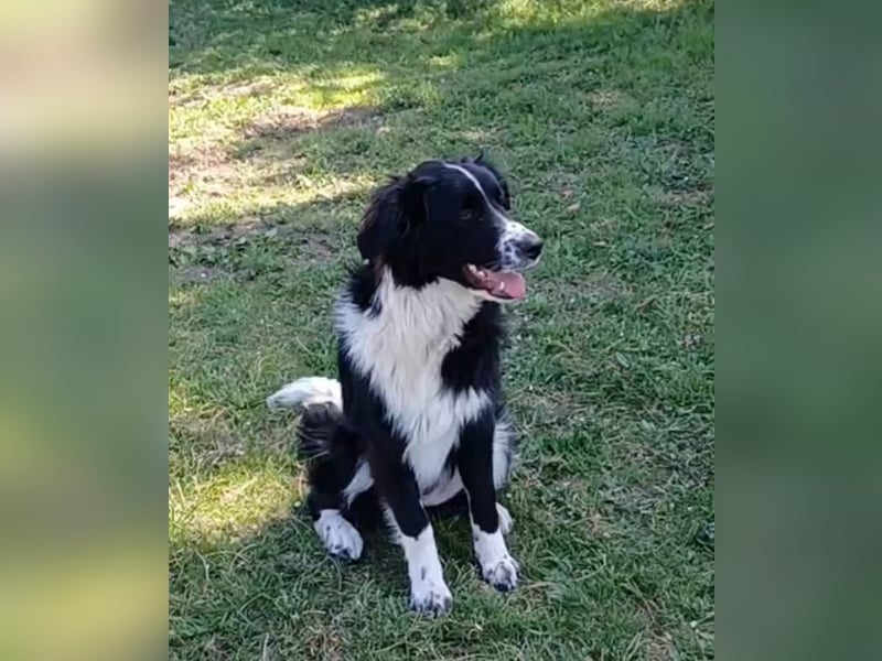 Leni a.d.Tierschutz, sucht Happy-Home