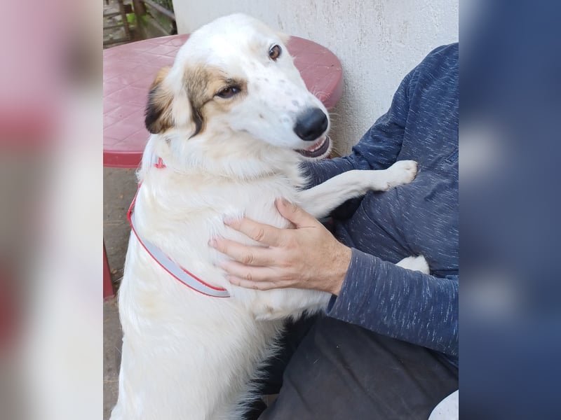 Vale, a.d.Tierschutz, sucht Happy-Home
