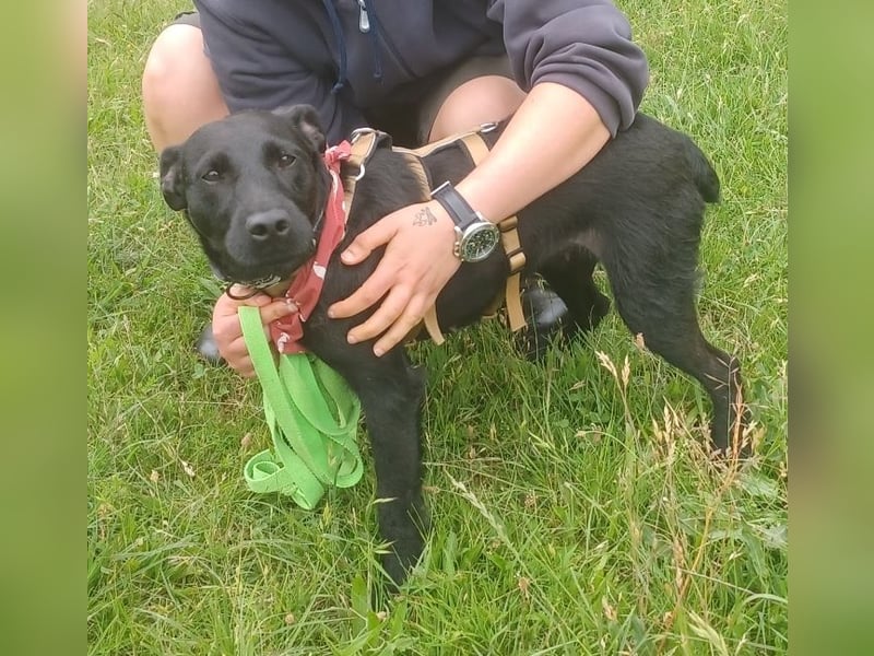 Amber a.d.Tierschutz, sucht Happy-Home