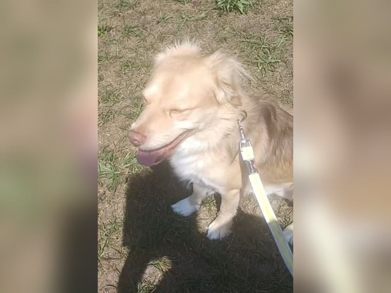 Balu sucht liebes dauerhaftes Zuhause