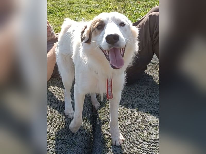 Vale, a.d.Tierschutz, sucht Happy-Home