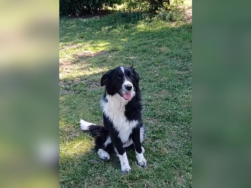 Leni a.d.Tierschutz, sucht Happy-Home