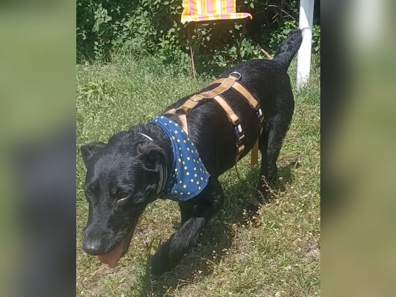 Amber a.d.Tierschutz, sucht Happy-Home