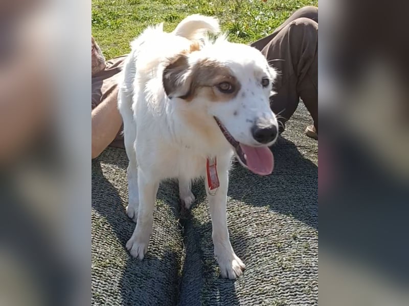 Vale, a.d.Tierschutz, sucht Happy-Home