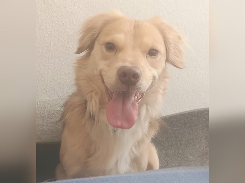 Balu sucht liebes dauerhaftes Zuhause