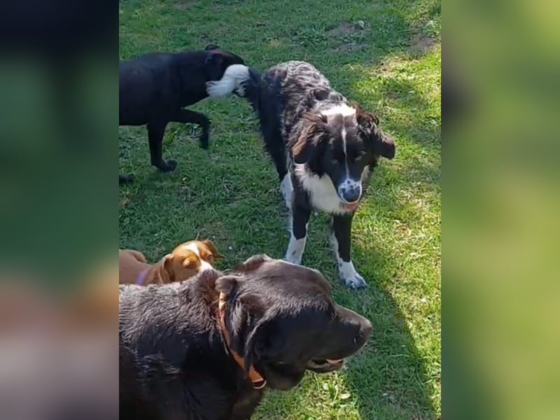 Leni a.d.Tierschutz, sucht Happy-Home