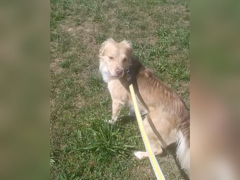 Balu sucht liebes dauerhaftes Zuhause