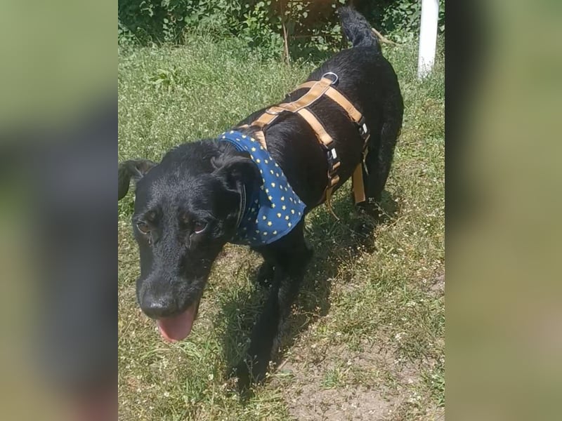 Amber a.d.Tierschutz, sucht Happy-Home