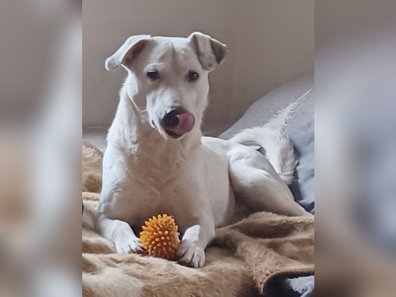 Edo, a.d.Tierschutz, sucht liebes Happy-Home