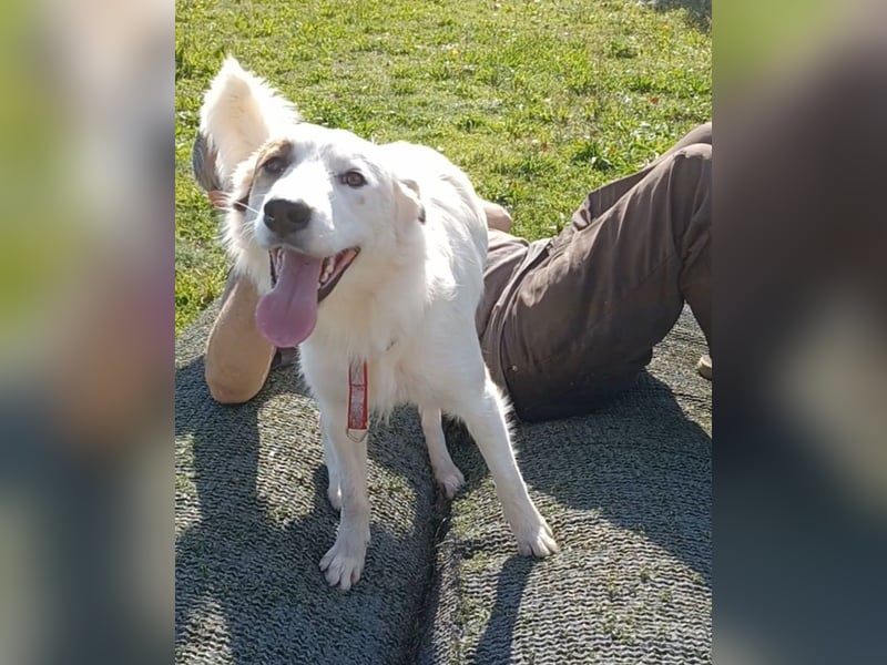 Vale, a.d.Tierschutz, sucht Happy-Home