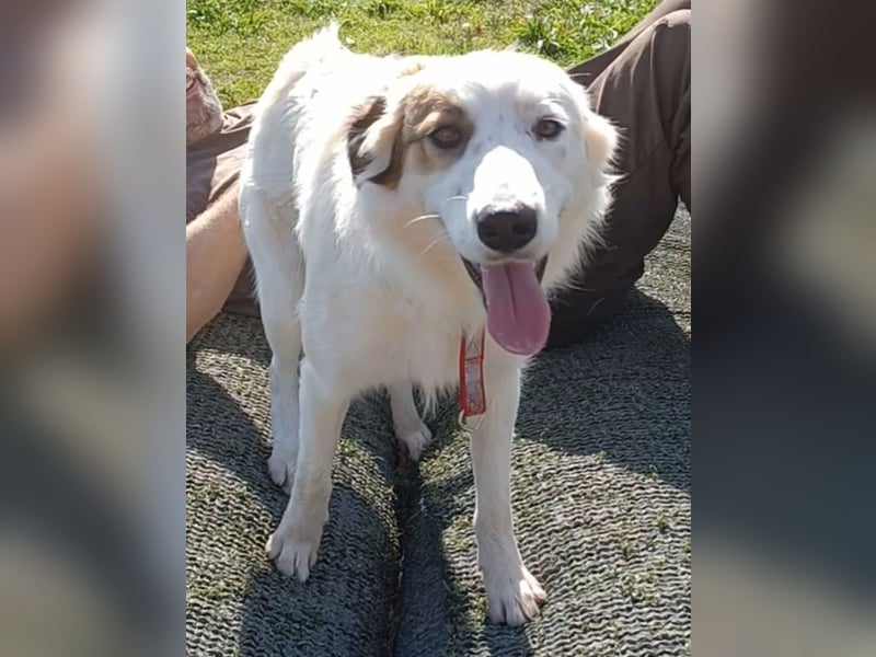 Vale, a.d.Tierschutz, sucht Happy-Home