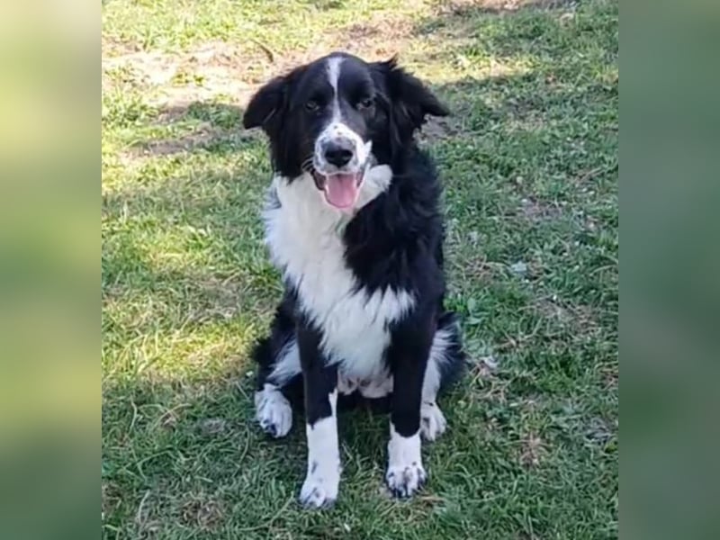 Leni a.d.Tierschutz, sucht Happy-Home