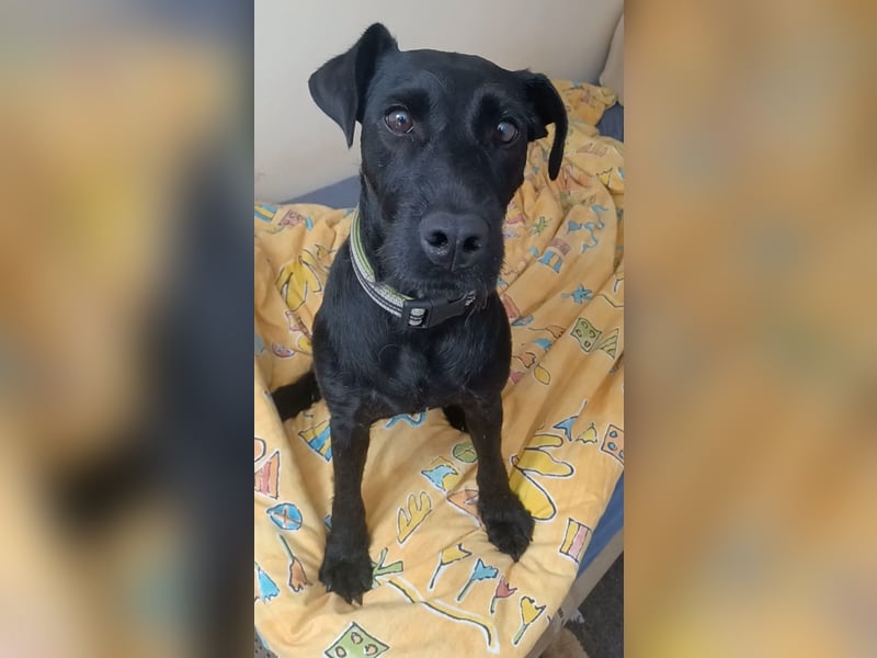 Amber a.d.Tierschutz, sucht Happy-Home