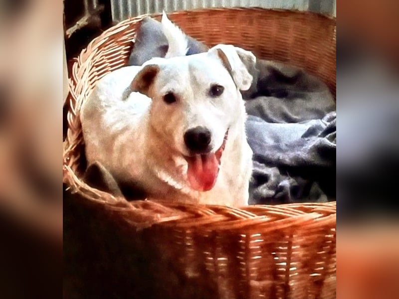 Edo, a.d.Tierschutz, sucht liebes Happy-Home