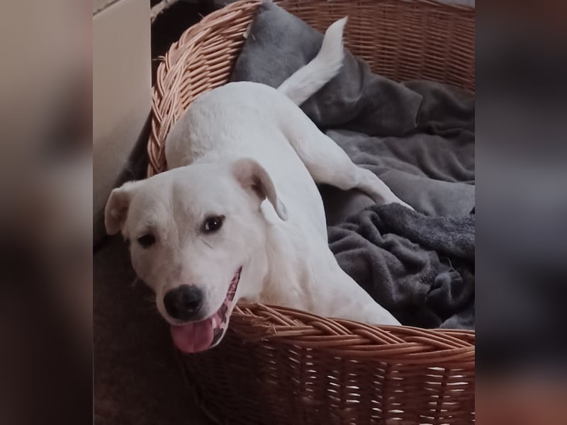 Edo, a.d.Tierschutz, sucht liebes Happy-Home