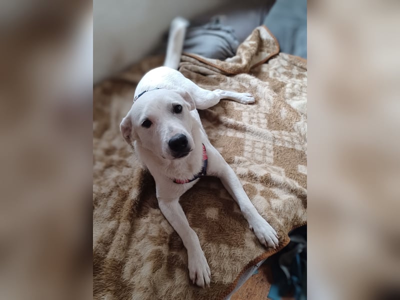 Edo, a.d.Tierschutz, sucht liebes Happy-Home