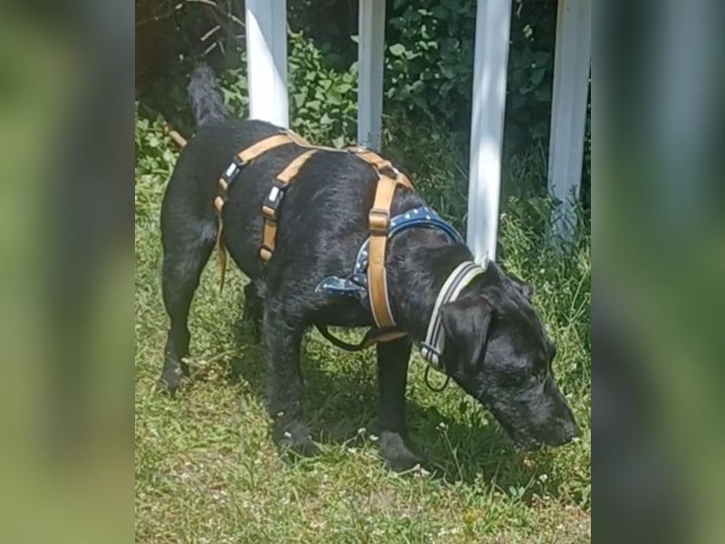 Amber a.d.Tierschutz, sucht Happy-Home