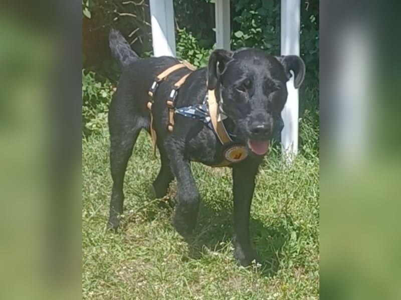 Amber a.d.Tierschutz, sucht Happy-Home