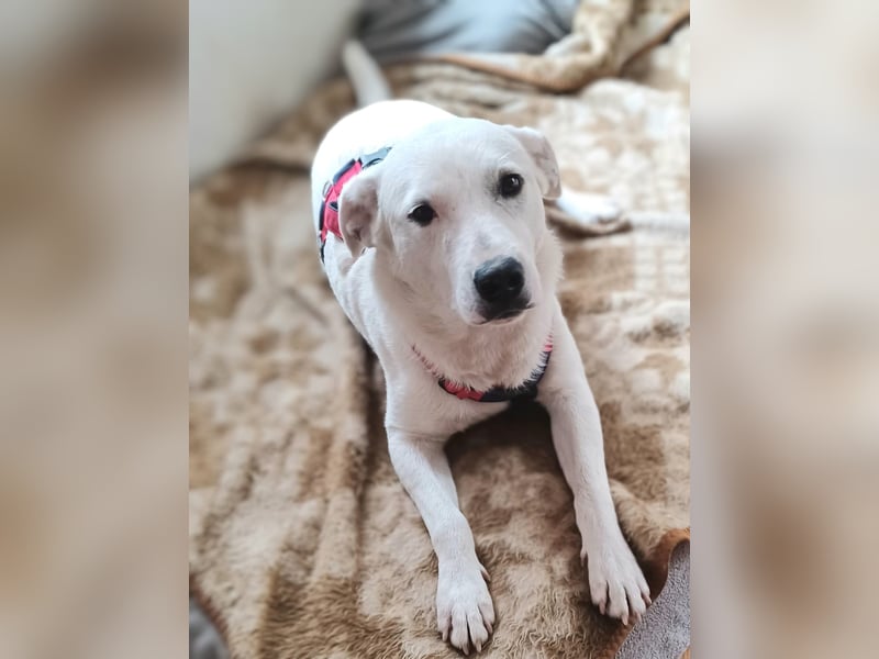 Edo, a.d.Tierschutz, sucht liebes Happy-Home