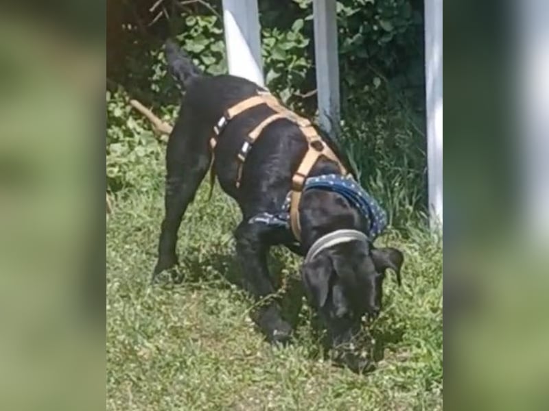 Amber a.d.Tierschutz, sucht Happy-Home