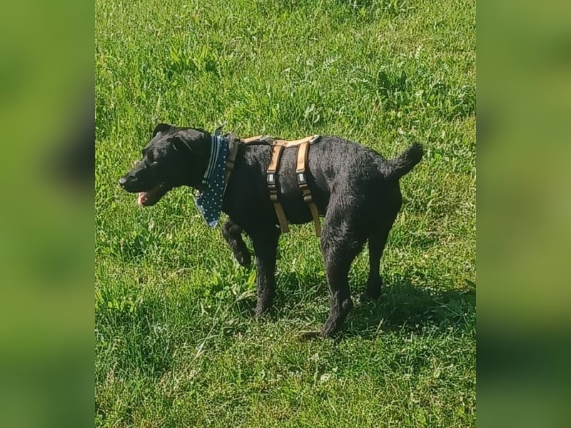 Amber a.d.Tierschutz, sucht Happy-Home