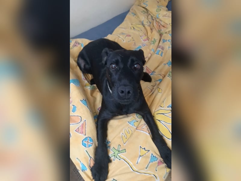 Amber a.d.Tierschutz, sucht Happy-Home