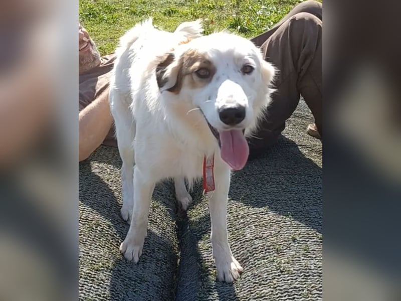 Vale, a.d.Tierschutz, sucht Happy-Home