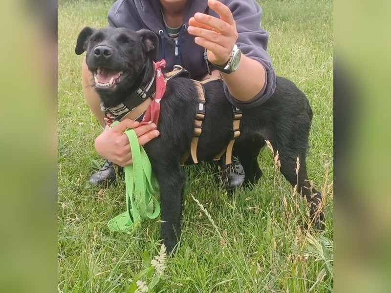 Amber a.d.Tierschutz, sucht Happy-Home