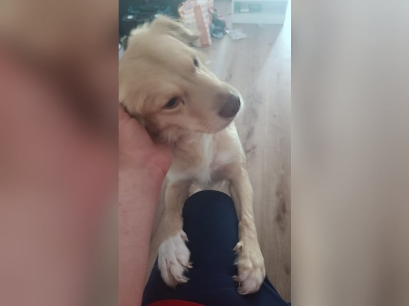 Balu sucht liebes dauerhaftes Zuhause