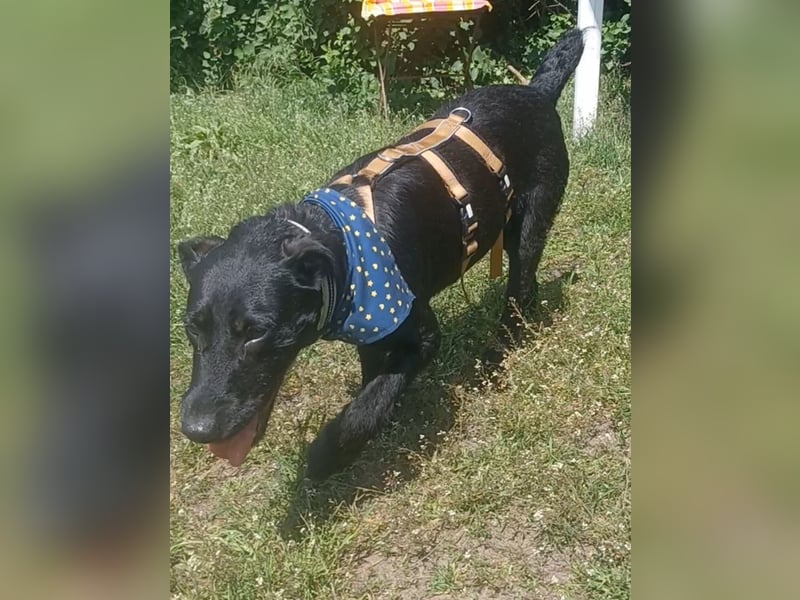 Amber a.d.Tierschutz, sucht Happy-Home