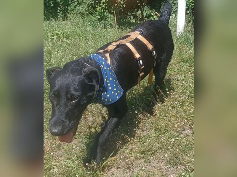 Amber a.d.Tierschutz, sucht Happy-Home
